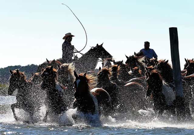 Wild ponies are herded into the Assateague Channel to for their annual swim to Chincoteague Island, on July 25, 2012 in Chincoteague, Virginia. Every year the wild ponies are rounded up to be auctioned off by the Chincoteague Volunteer Fire Company. (Photo by Mark Wilson)