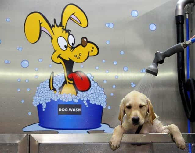 A Labrador Golden Retriever gets a shower at Germany's first Dog Wash in Duisburg, Germany on July 24, 2012. The dog wash, which was installed in a pet store and runs as self service, delivers a shower, shampoo and a hair dry. (Photo by Frank Augstein/Associated Press)