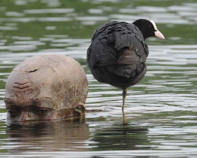 A coot water bird stands next to the bronze sculpture «El Nino» by German artist Ubbo Enninga on the banks of the Lake Constance (Bodensee) in Radolfzell, southern Germany on July 16, 2012. Due to the rainfalls of the past weeks, water-level of the lake of the lake has risen. (Photo by Patrick Seeger)