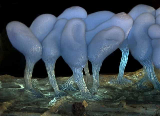 Young sporangia of slime mold Arcyria stipata, by Dr. Dalibor Matýsek, of the Mining University – Technical University of Ostrava, Ostrava, Czech Republic. (Photo by Olympus BioScapes)