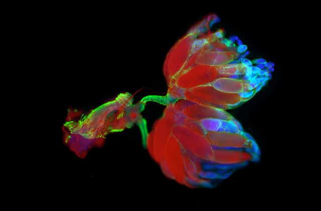Seventh prize: Fruit fly ovaries and uterus. The muscular and neural structure of the Drosophila melanogaster reproductive system is shown using fluorescence microscopy. The background staining of the eggs in red is a specific function of the mutant fly strain that is pictured here. Gunnar Newquist, University of Nevada, Reno, Nevada. (Photo by Olympus BioScapes)