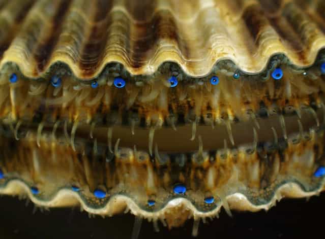 Juvenile live bay scallop Argopecten irradians. The blue spheres are eyes – scallops have up to 100 simple eyes strung around the edges of their mantles. Through research, scientists are trying to help restore scallop populations in Rhode Island. Kathryn Markey, Aquatic Diagnostic Laboratory, Roger Williams University, Bristol, Rhode Island. (Photo by Olympus BioScapes)