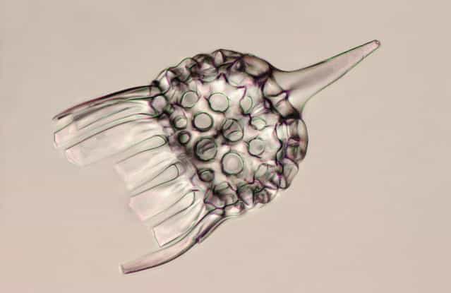 Skeleton of a radiolarian, a single-cell protozoan with an intricate mineral skeleton, by Christopher B. Jackson of Berne, Switzerland. (Photo by Olympus BioScapes)