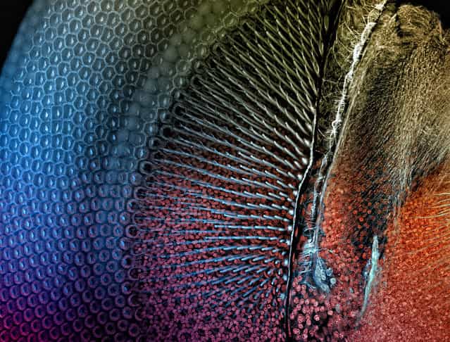 The eye of a damselfly. The image reveals the regular, crystal-like hexagonal lattice of the eyes elements. Dr. Igor Siwanowicz, Max Planck Institute for Neurobiology, Munich, Germany. (Photo by Olympus BioScapes)
