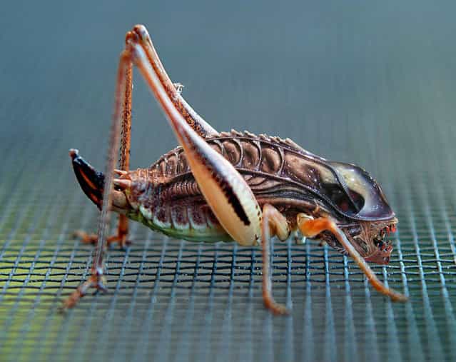 Alienhopper. (Photo by Sebastian Niedlich)