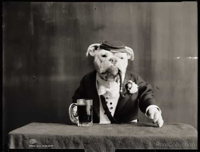 Old Heidelberg, Dog with Pipe, 1905. (Photo by Detroit Publishing Company)