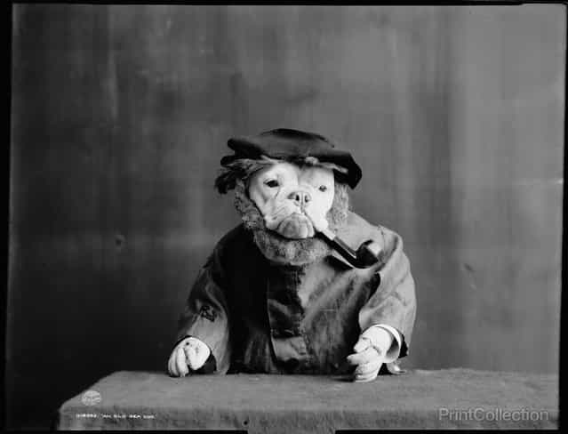 An Old Sea Dog, Literally, 1905. (Photo by Detroit Publishing Company)