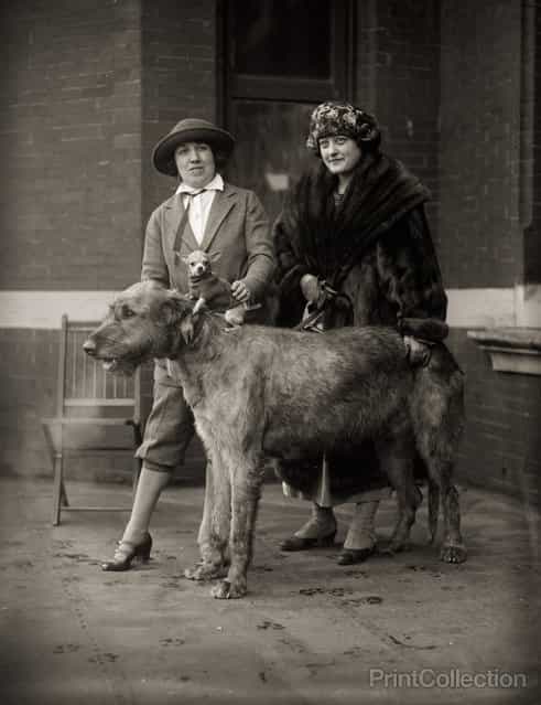 All Creatures LARGE and small. Dog show, photographed by the USA National Photo Compnay in 1923