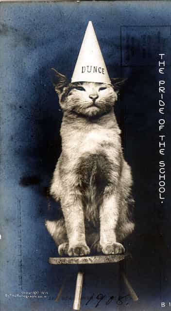 This cat is not a dunce! Cats never answer wrong; cats just fail to answer. This postcard was taken by The Rotograph Co., in New York City, 1905.
