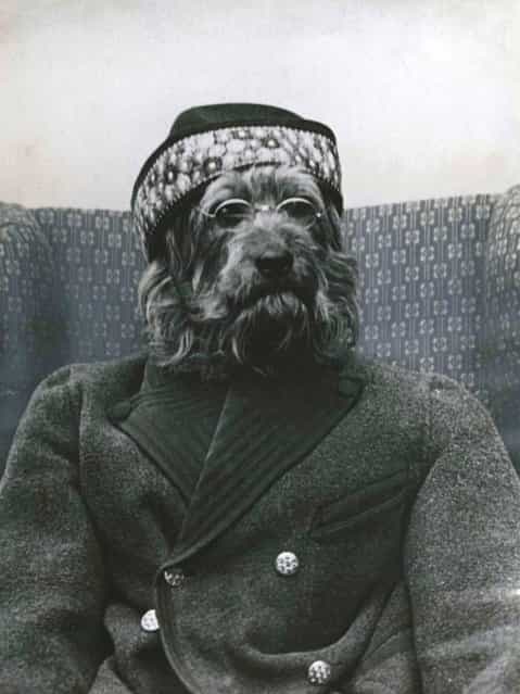 Hond als oude man, 1934. Collectie Spaarnestadarchief. (Photo by Het Leven)
