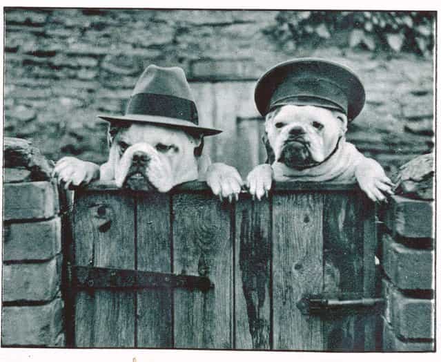 Dogs with hats, 1932