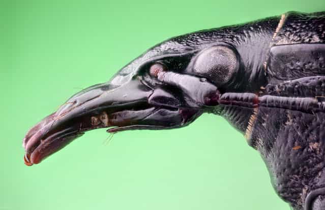 Studio stack: The Raven. Cychrus caraboides, Carabidae.