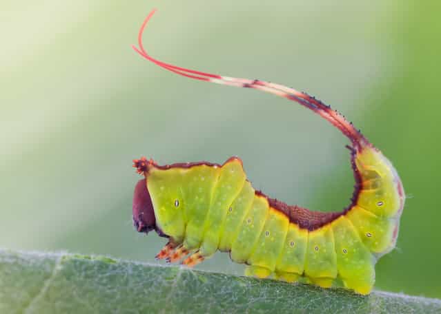 Young Puss Moth Caterpillar. Cerura vinula. Size: 15 mm.