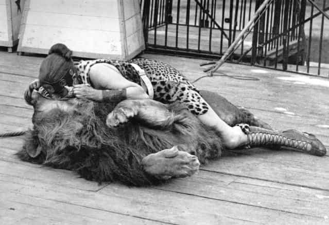 A woman circus performer, dressed in a leopard skin gladiator costume, places her head in a lion's mouth, 1900.