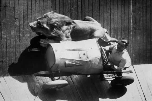 Mr. Egbert taking his five year-old lion for a ride on the wall of death at Mitcham fair, 1935.