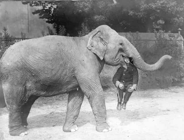 An elephant from Earl's Court Circus with a man in its mouth, 1928.
