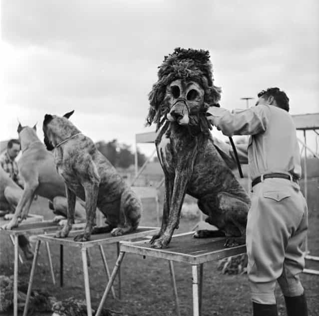 Animal trainer Robert Baudy dresses boxer dogs as lions. The special lion masks worn by his dogs save him the cost and the danger of working with real lions, 1956. Audiences seem to like it as much as the real thing too. (Photo by Don)