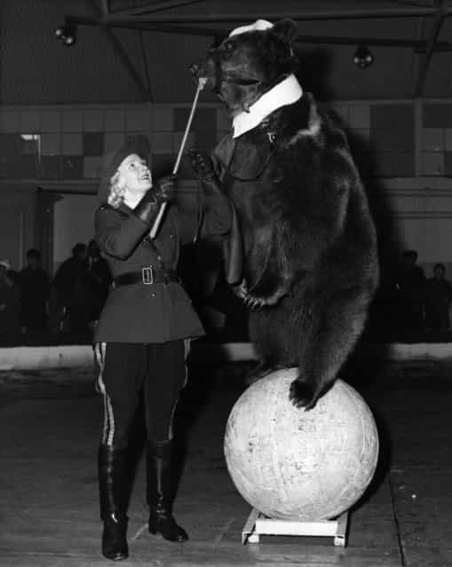Joan Kruse, stands with a Canadian Brown Bear balancing on a ball. She joined the circus at the age of 16 as an usherette. She is married to Gosta Kruse, who is Bertram Mills elephant trainer. 27th November 1961.