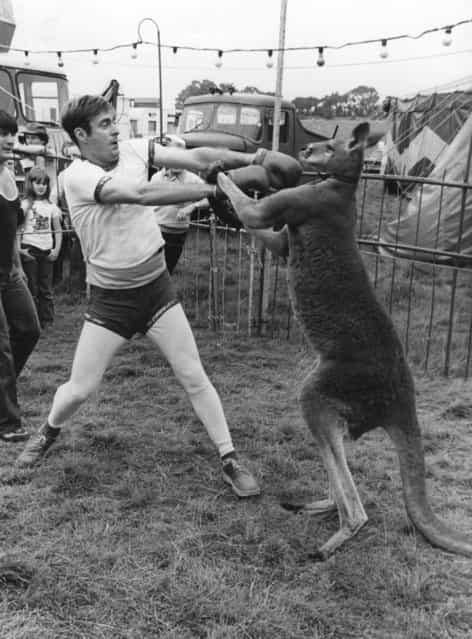 UK radio 1 disc jockey, Paul Gambaccini, takes on a boxing kangaroo at Eastbourne circus. 15th August 1980.