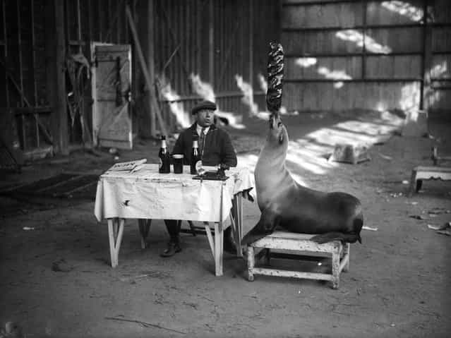 A performing seal practises one of its feats for the [crazy restaurant] routine at the Sangers Circus Revue in Reading. The animal sits at table next to its co-performer and juggles with the food and utensils. 24th March 1932