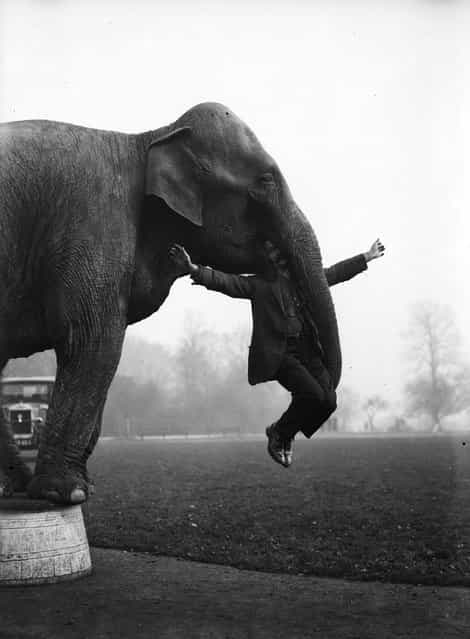 Dixie the elephant from Whipsnade Zoo performs part of her repertoire learnt with Bostock's Circus with her keeper George Braham. 8th February 1932.