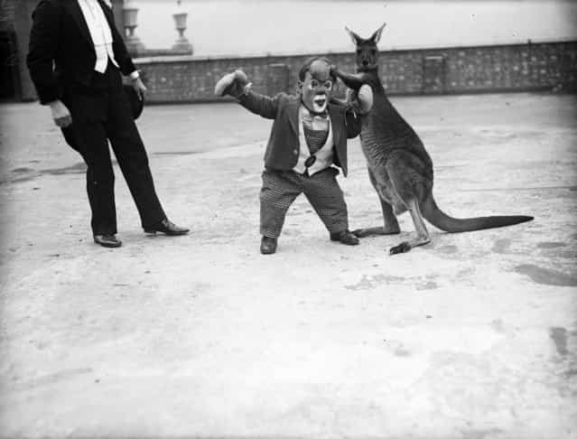 Six Foot, a midget circus performer tries a practice round with a boxing kangaroo before a show at Kingston-on-Thames. 8th December 1932.