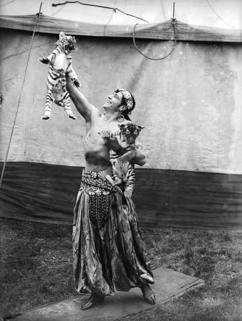 Togare playing with two tiger cubs at the Bertram Mills Circus in Hull, August 1934.
