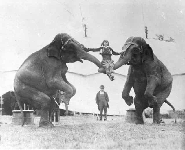 A woman sitting on the trunks of two elephants, while rehearsing her circus act, circa 1924.