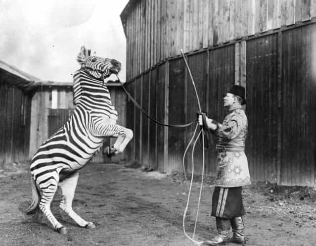 A circus performer trains a zebra to stand on its hind legs, circa 1920.