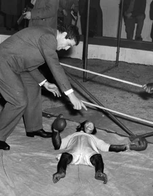 Ron Barton the boxer counts out a chimp during the chimp boxing match being rehearsed at the Bertram Mills Winter quarters in Ascot, December 1955.