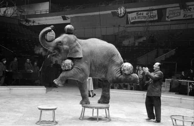 A performing Indian elephant balances four balls on its trunk, head and feet during a rehearsal for a show by Jack Hylton's circus at Earl's Court in London. 16th January 1954. (Photo by Maurice Ambler)