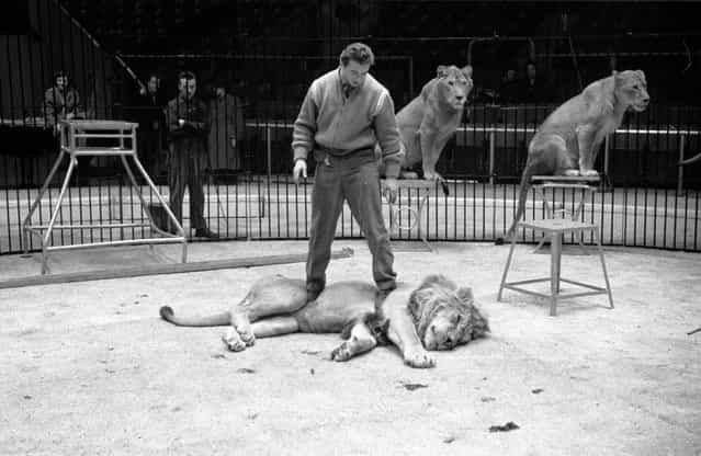 Trainer Joe Clavall aka [Tarzan] subdues one of his twelve Atlas lions and lionesses whilst rehearsing for a show by Jack Hylton's circus at Earl's Court in London. 16th January 1954. (Photo by Maurice Ambler)