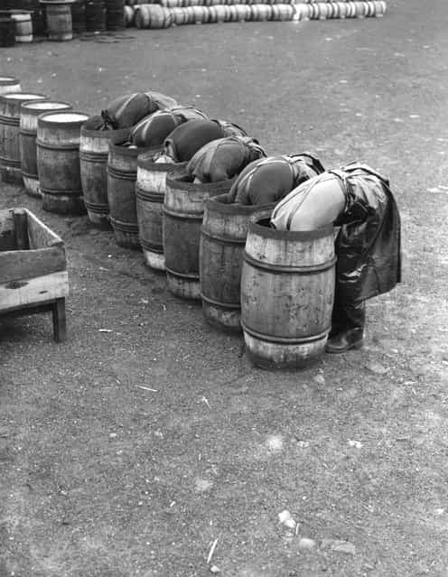 Fisherwomen laying barrels with salt in preparation for herring curing, 1937. (Photo by Topical Press Agency)