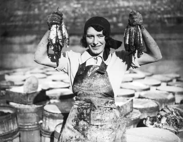 A young woman at Great Yarmouth working during the herring harvest. 18th October 1932. (Photo by Fox Photos)