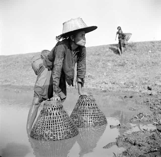 An elderly woman using baskets to fish for plaice in a canal in Thailand, circa 1955. (Photo by Three Lions)