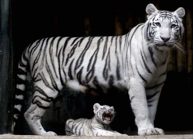 A rare white Indian tiger cub, one of triplets that were born in July, sits at the feet of its mother Surya Bara at a zoo in the city of Liberec, Czech Republic, on September 3, 2012. (Photo by Petr David Josek/Associated Press)