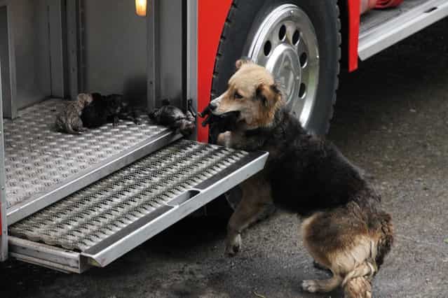 Amanda, a female dog, carries one of her five puppies from the flames that destroyed the house where she lived and places them in a fire truck in Temuco, Chile, on August 9, 2012. One of the pups died due to severe injures caused by the fire. (Photo by Jose Monsalve/AP Photo/Diario El Austral de La Araucaria)