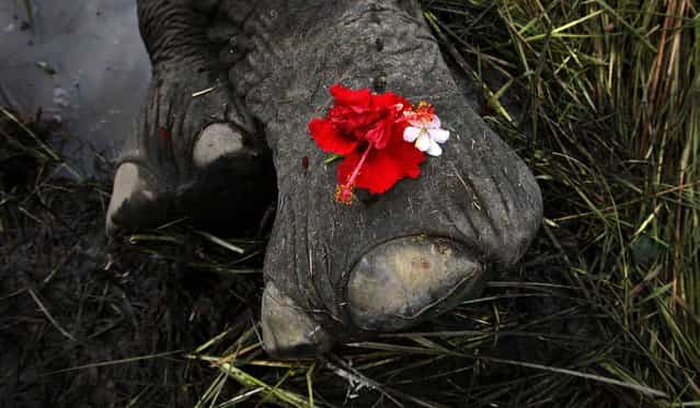 A female adult elephant lies dead on a paddy field, covered with flowers offered by villagers, in Panbari village, India, on September 1, 2012. The elephant, which was crossing a railway line with a herd of wild Asiatic elephants, was killed after being hit by a speeding train. (Photo by Anupam Nath/Associated Press)