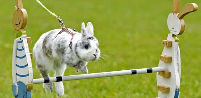 Rabbit [Little Joe] clears an obstacle during the Kaninhop (rabbit-jumping) competition in Weissenbrunn vorm Wald, Germany, on September 2, 2012. Competitors take part in three different categories with an obstacle height ranging between 25 and 40 centimeters. (Photo by Jens Meyer/Associated Press)