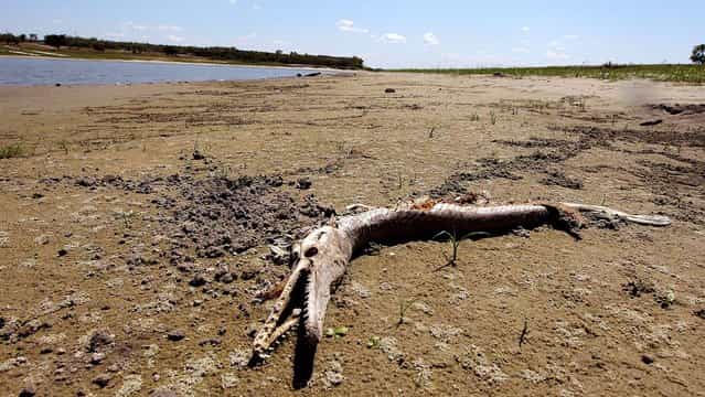 A dead fish lays several feet from the water in Lake Corpus Christi near Mathis, Texas, as the lake continues to shrink due to this year's drought on August 20, 2012. The city of Corpus Christi is thinking of mandatory water conservation restrictions which could be in place by mid-September unless Corpus Christi's lakes receive rain. (Photo by Todd Yates/Corpus Christi Caller-Times)