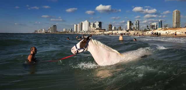 A man swims with his horse in the Mediterranean Sea off the beach in Tel Aviv, Israel, August 21, 2012. (Photo by Oded Balilty/Associated Press)