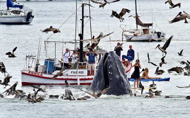 In a picture taken Saturday but released by A.P. today, a humpback whales lunges out of the water to feed near a gathering of spectators just off a beach at San Luis Obispo, August 21, 2012. The whale fed on a school of bait fish for more than an hour, often breaching close to nearby boats, kayakers and stand up paddle boarders. (Photo by Bill Bouton/Associated Press)