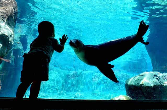 1-year-old Sully Scott meets curious sea lion [Avila] at Fresno Chaffee Zoo's newest exhibit, Sea Lion Cove, on August 25, 2012. (Photo by John Walker/The Fresno Bee)