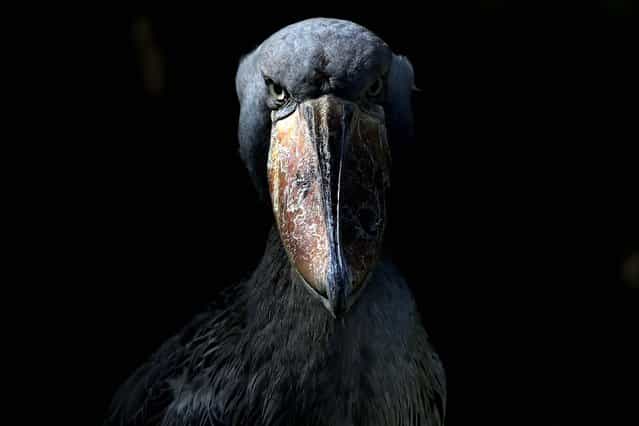 A shoebill is displayed at Ueno Zoo in Tokyo August 28, 2012. (Photo by Itsuo Inouye/Associated Press)