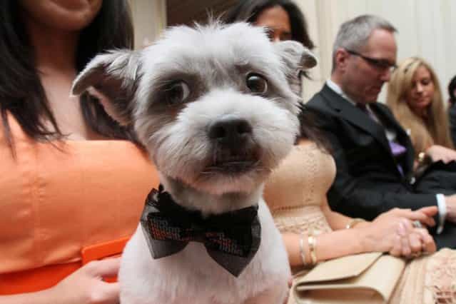 Wearing a bowtie for the occasion, Blue Joie is held by his owner Ingrid Robinson of New York, as they and others wait for the start of the most expensive wedding for pets in New York, on July 12, 2012. The black-tie fundraiser, where two dogs were [married], was held to benefit the Humane Society of New York. (Photo by Tina Fineberg/AP Photo)
