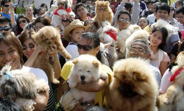 Dog owners hold up their pets to be blessed before a dog fashion show advocating animal rights in Quezon City in Metro Manila August 26,2012. (Photo by Cheryl Ravelo/Reuters)
