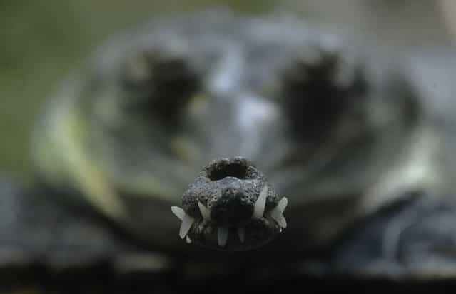 An Indian gharial crocodile (Gavialis Gangeticus) in his enclosure at the Troja Zoo in Prague, Czech Republic, on August 5, 2012 . (Photo by Michal Cizek/AFP)
