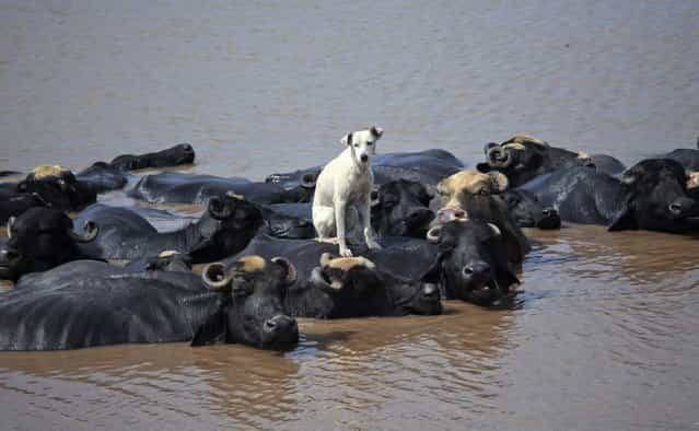 A dog sits on a buffalo who is cooling off in the Ravi River in Lahore, Pakistan, on August 28, 2012. (Photo by Mohsin Raza/Reuters)