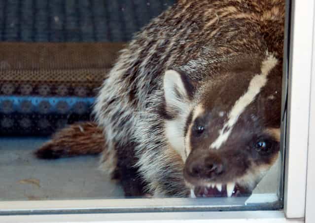 A badger that wandered through an open door into a bottled water store in Sparks, Nevada bares its teeth on August 7, 2012. Officials with the Nevada Department of Wildlife and Washoe County animal services officers were able to lure the badger into a cage with cat food. No one was hurt at the Fresca Waterstore, and the animal later was released into the wild on Peavine Mountain north of Reno. (Photo by Aaron Meyer/AP Photo/Nevada Department of Wildlife)