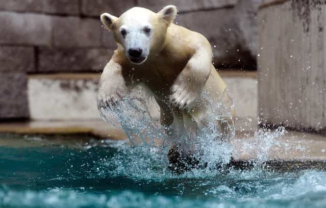 Anori, a five-month-old polar bear, plays in a pool of water at the zoo in Wuppertal, Germany, on June 6, 2012. (Photo by Sascha Schuermann/AP Photo)